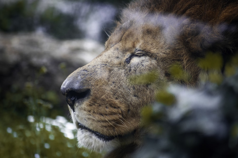 a close up of a lion's face with trees in the background