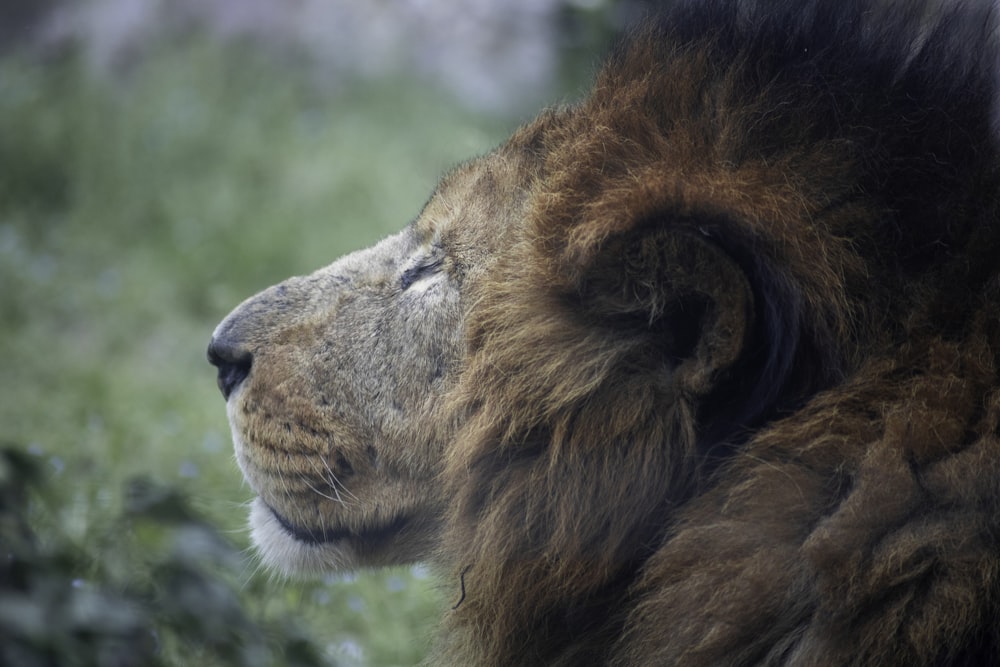 a close up of a lion with a blurry background