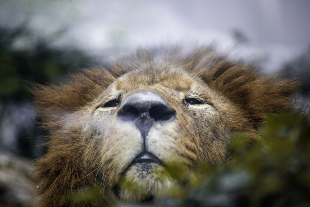 a close up of a lion's face with trees in the background