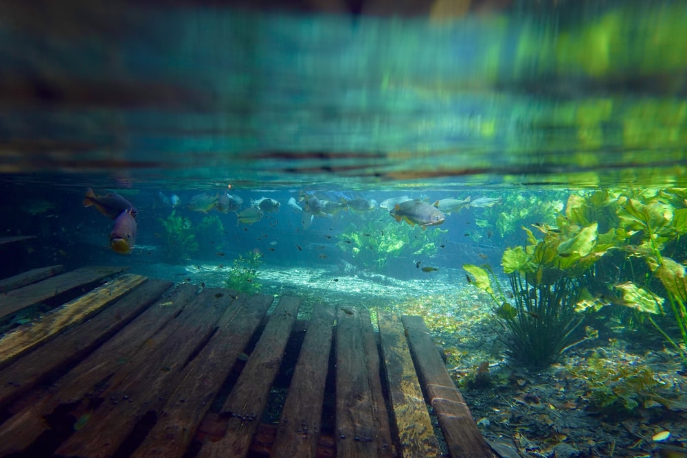 a wooden plank under water with fish and plants