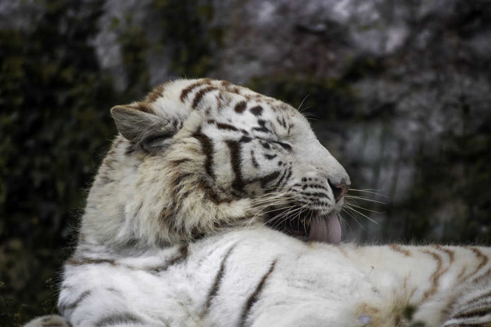 a white tiger laying on top of a lush green field