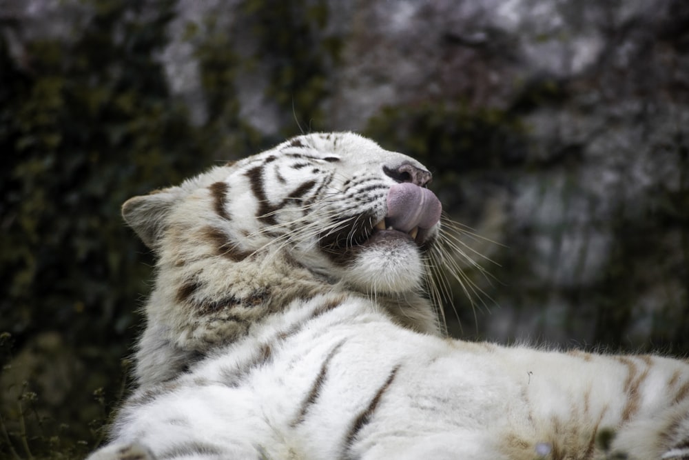 a white tiger laying down in the grass