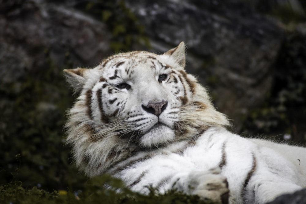 a white tiger laying on top of a lush green field
