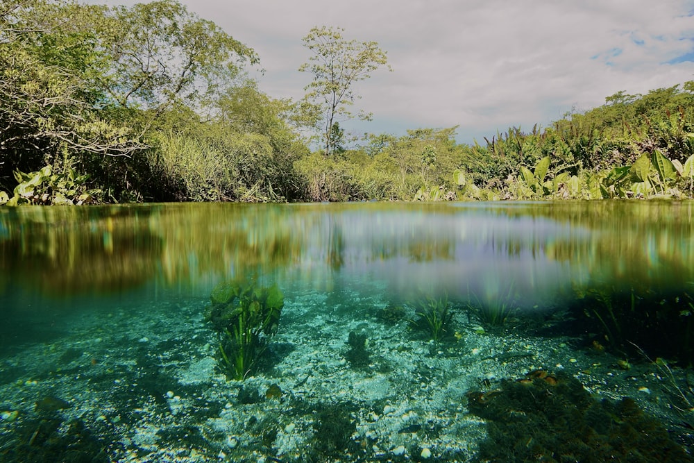 Un cuerpo de agua rodeado de árboles y plantas