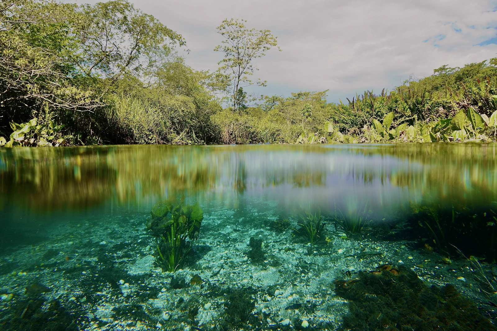 Clear water and green weed in the Rio Sucuri, half above the surface — Bonito, Brazil