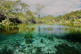 a body of water surrounded by trees and plants