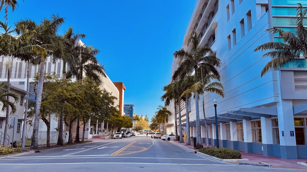 a street lined with palm trees next to tall buildings