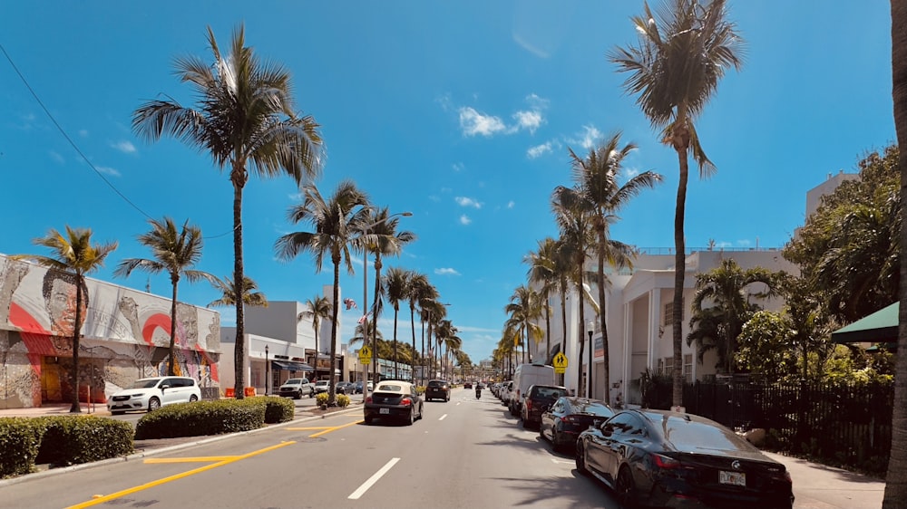 a street lined with palm trees and parked cars