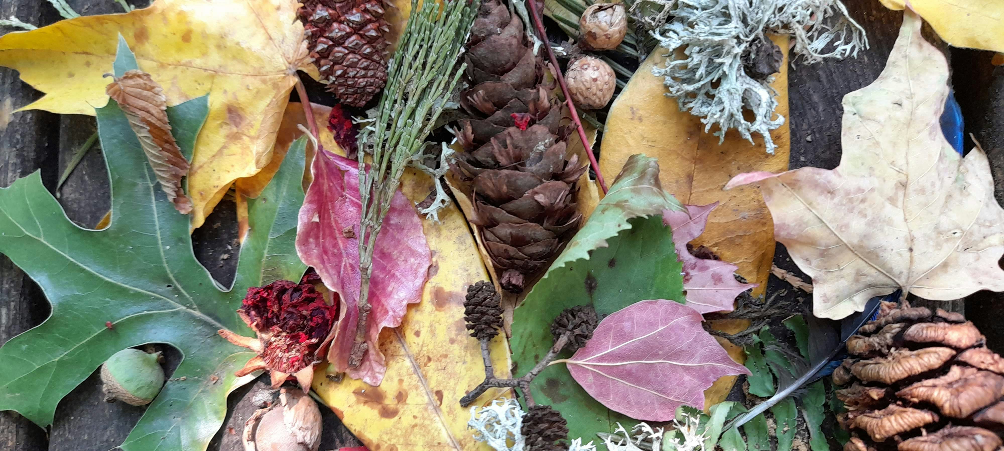 A pile of pine cones, leaves, and acorns