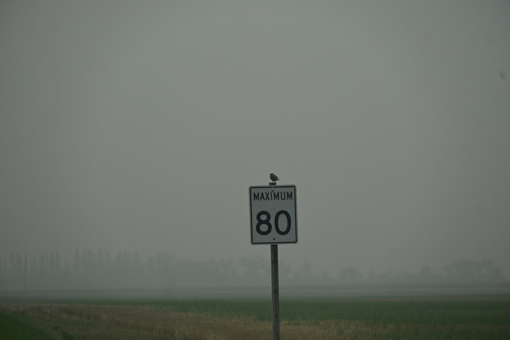 a bird sitting on top of a speed limit sign