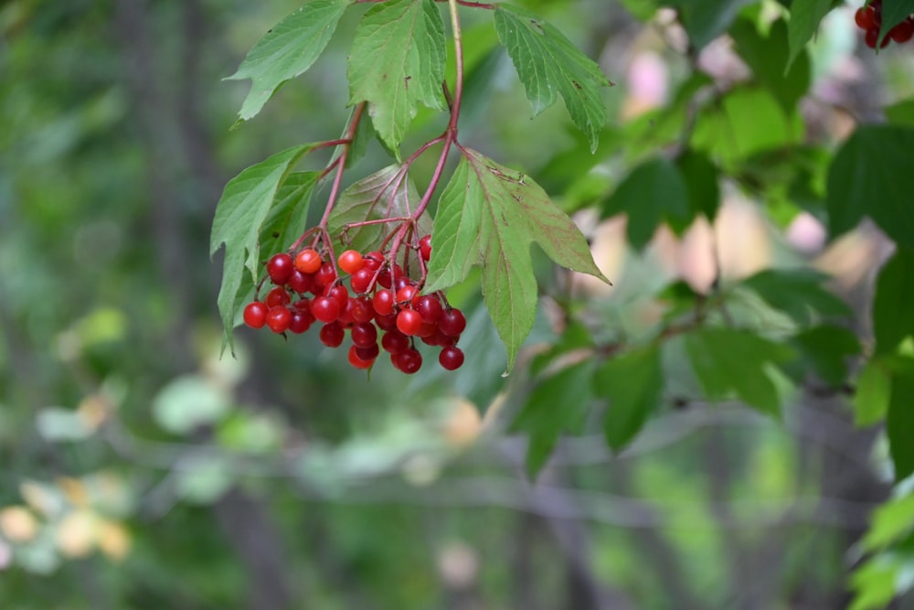 a bunch of red berries hanging from a tree