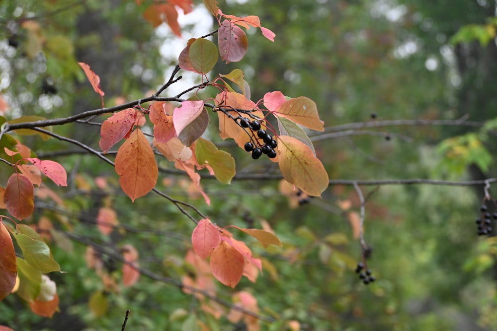 a branch with leaves and berries on it