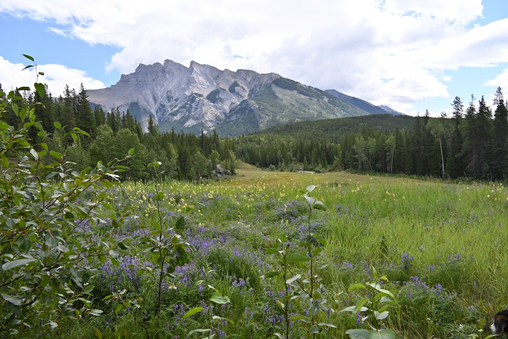 a grassy field with a mountain in the background