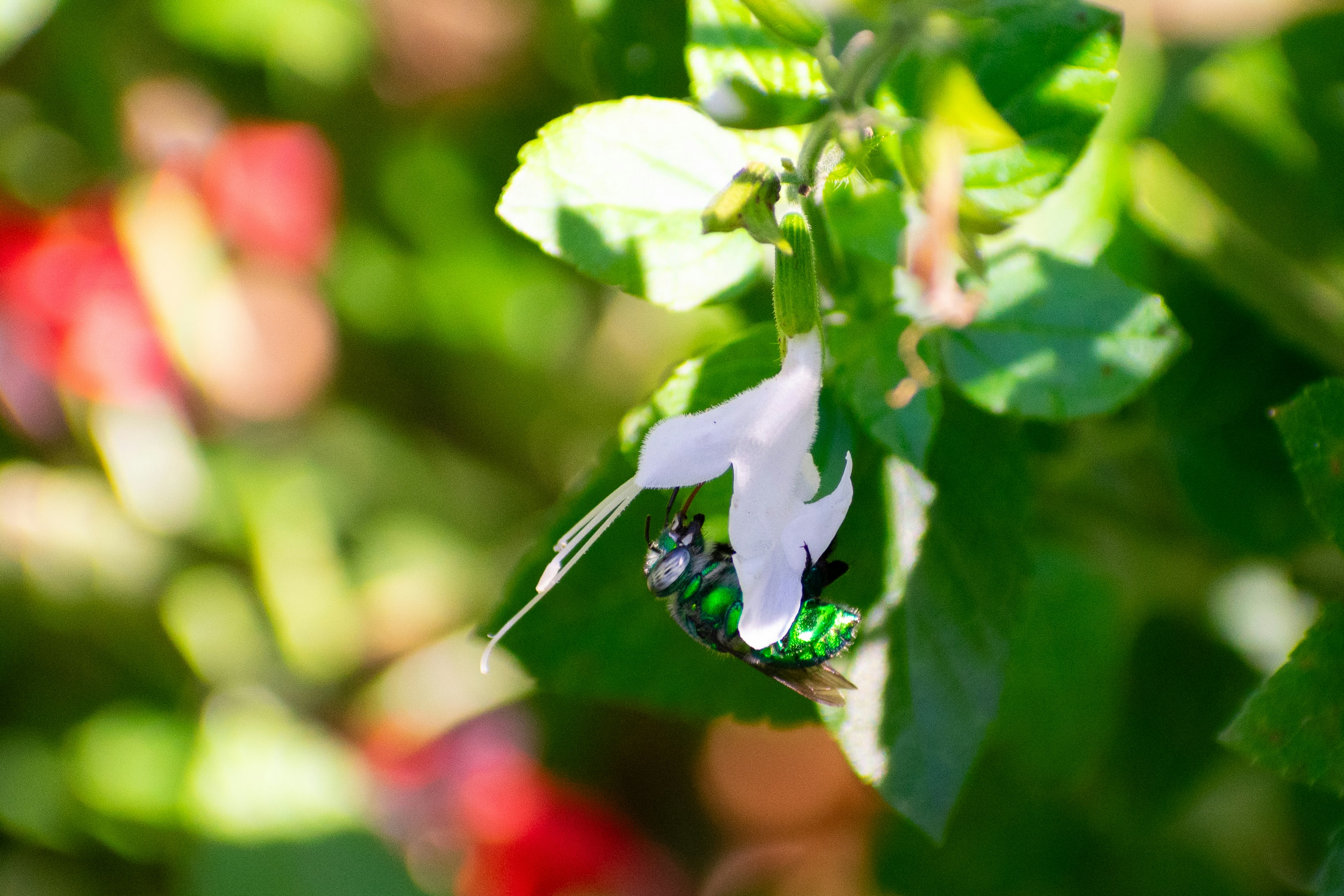 A green and white insect sitting on top of a leaf photo – Free Sunken ...