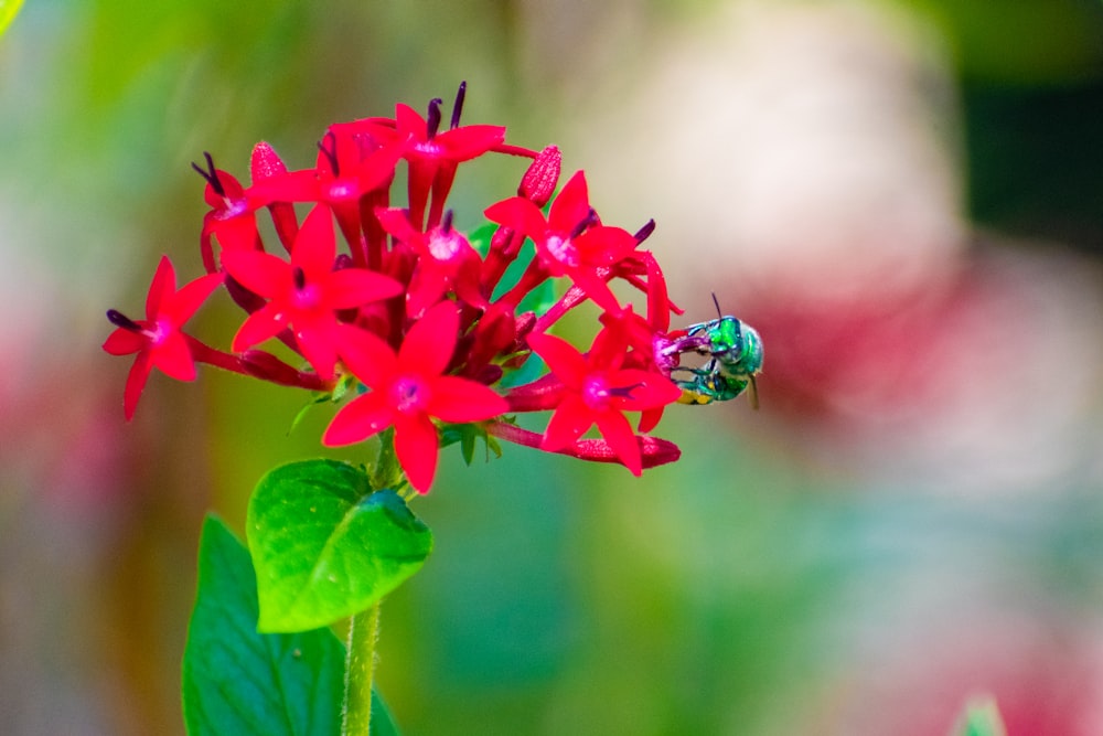 a close up of a flower with a bug on it