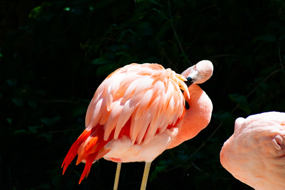 a pink flamingo standing next to a pink flamingo