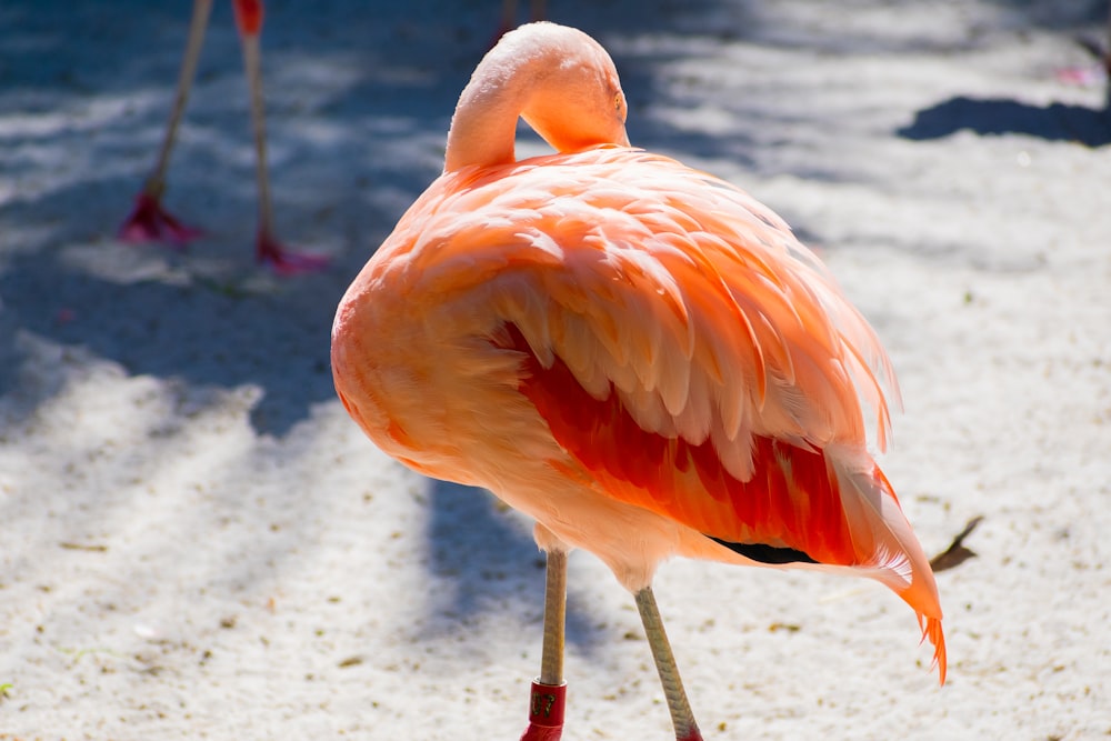 ein rosa Flamingo steht an einem Sandstrand
