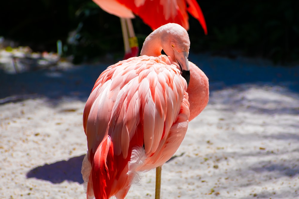 a pink flamingo standing on a sandy beach