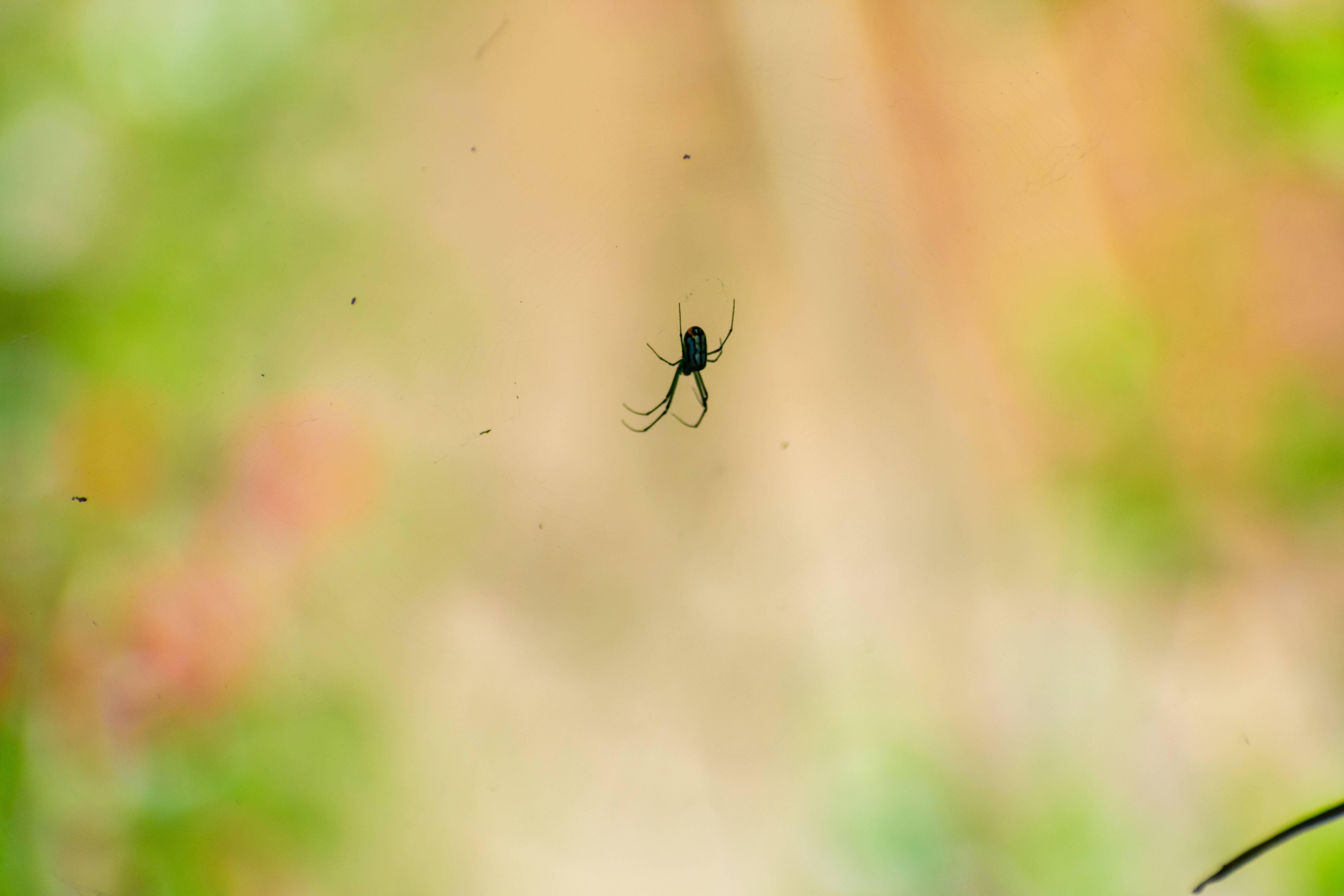 Photo by probablyrobin