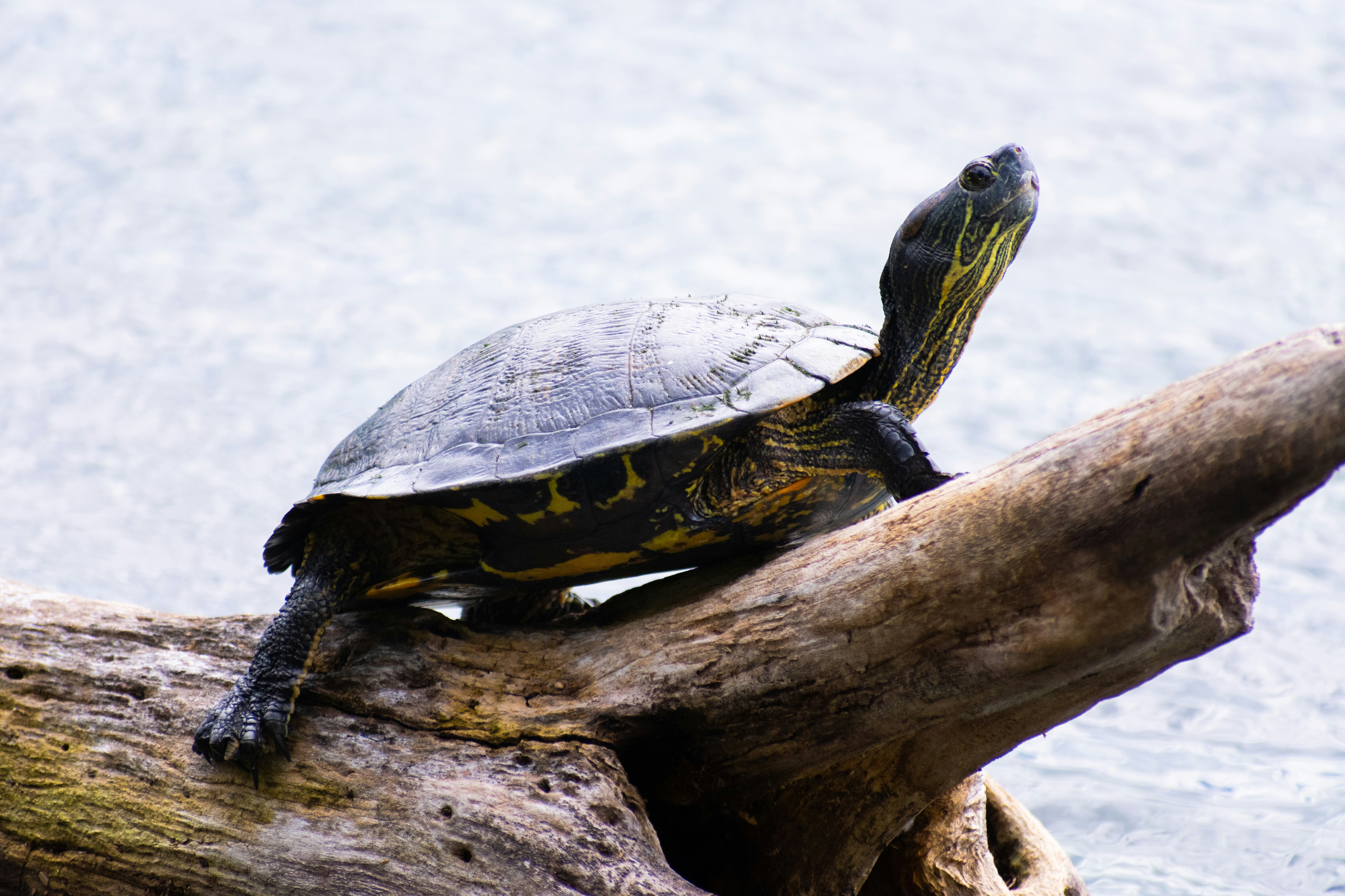 Photo by probablyrobin