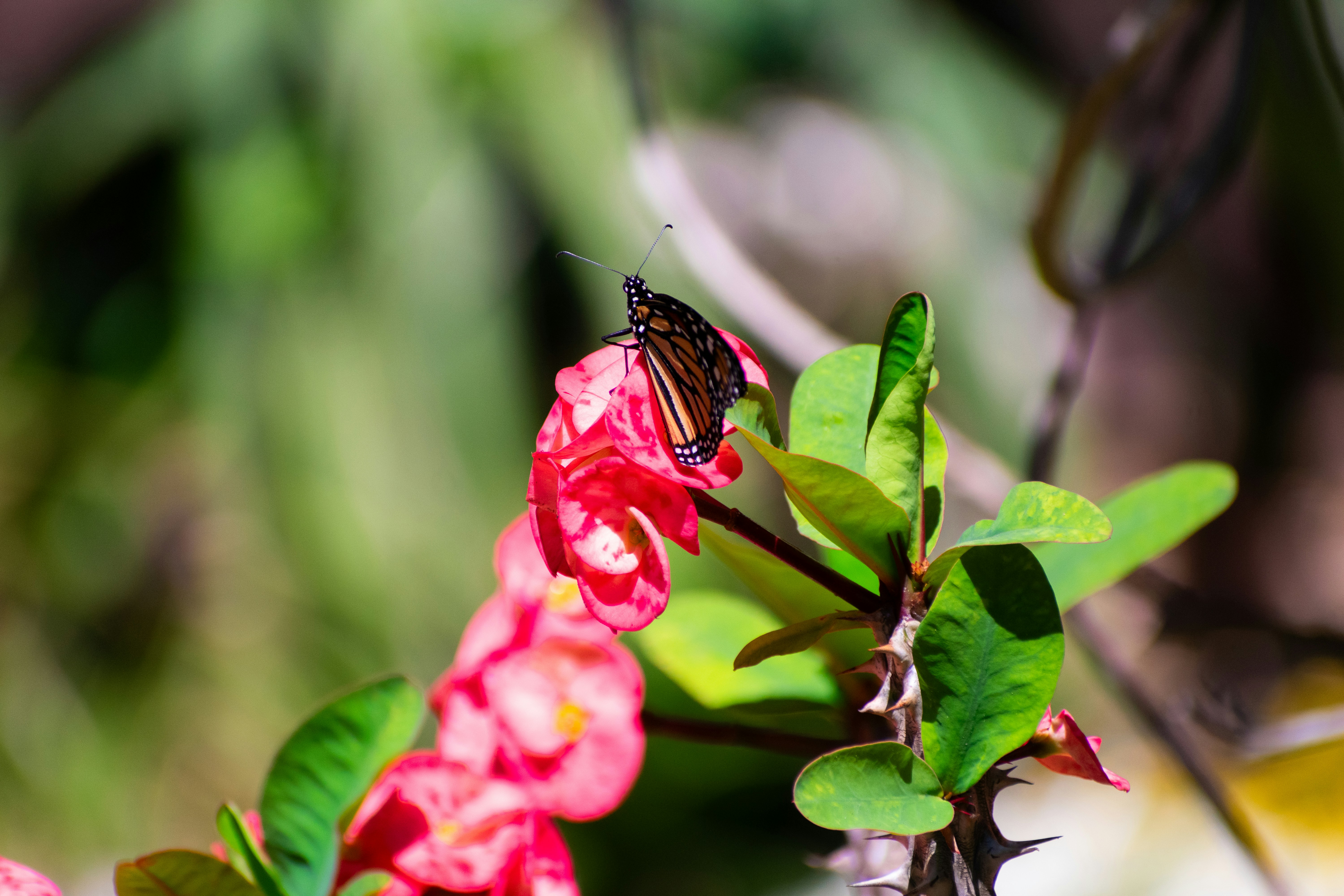 Photo by probablyrobin