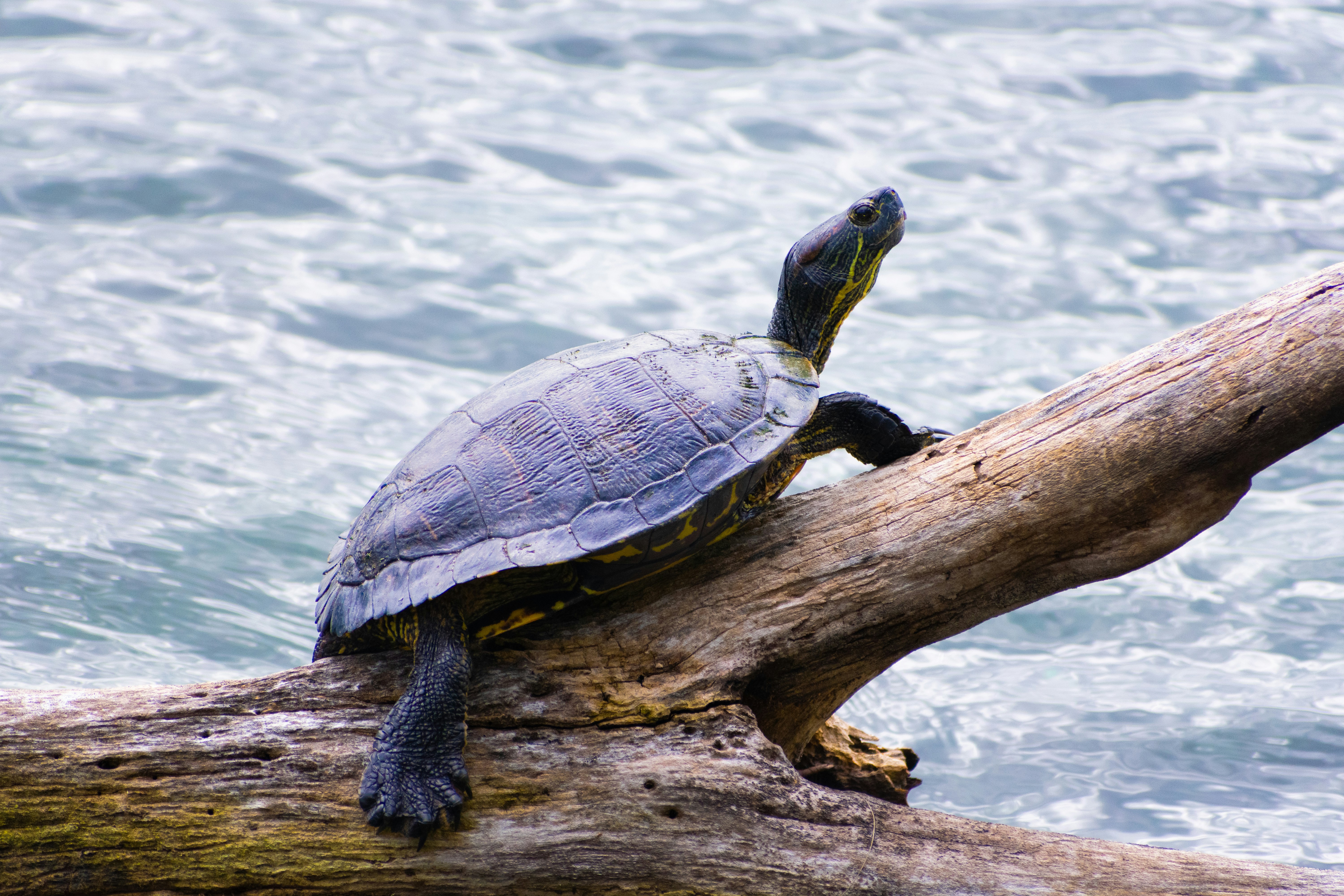 Photo by probablyrobin