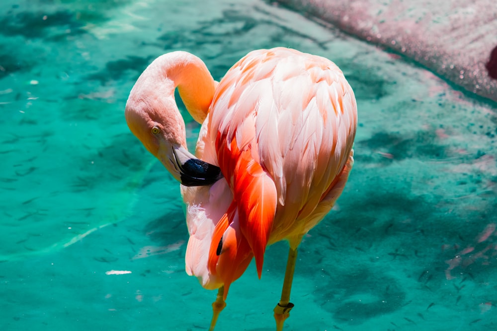 a pink flamingo standing in a pool of water