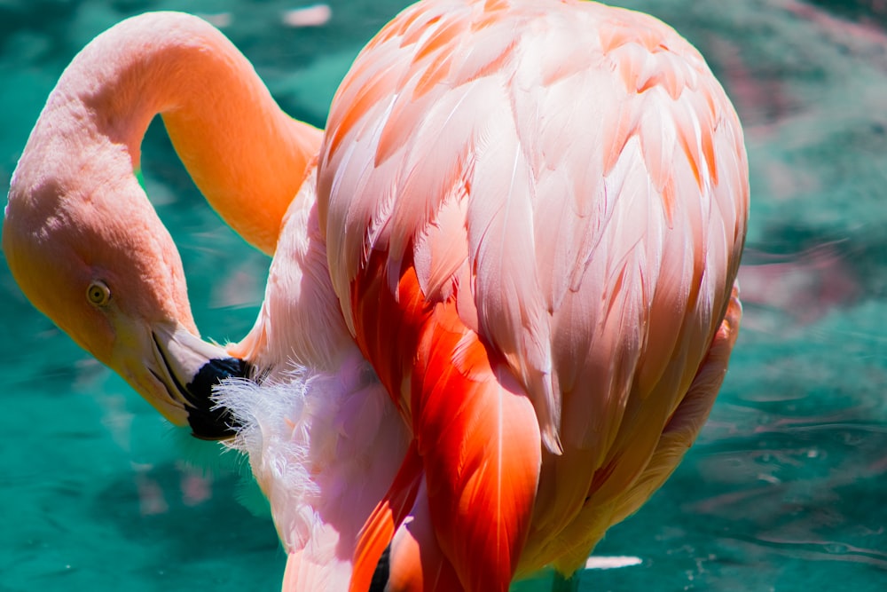 a pink flamingo is standing in the water