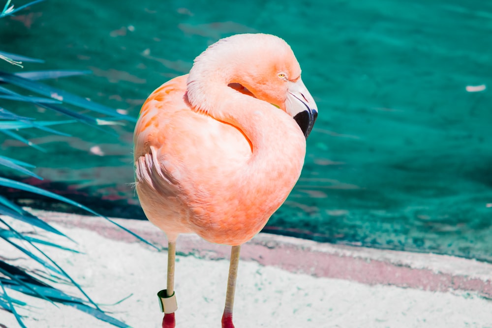 um flamingo rosa em pé em uma praia ao lado de um corpo de água