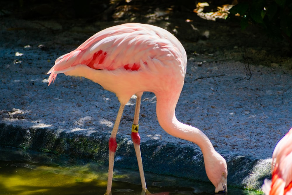 a pink flamingo drinking water from a pond