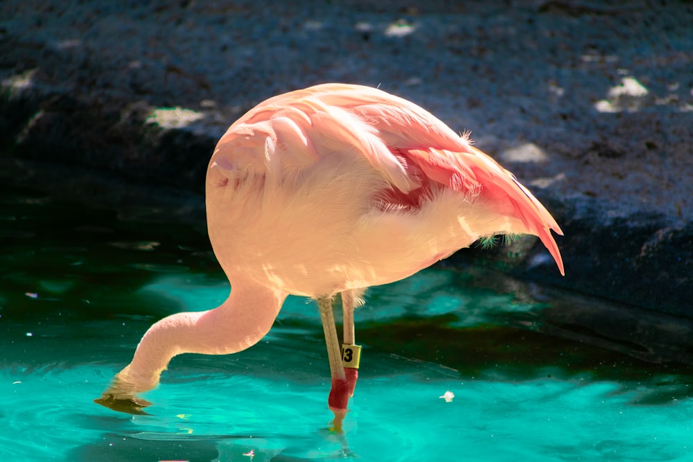 a pink flamingo standing in a pool of water