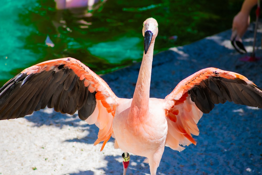 a pink flamingo with its wings spread out