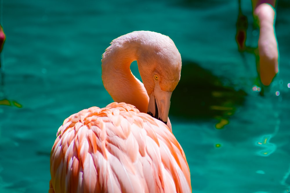 a pink flamingo standing in the water with other flamingos in the background