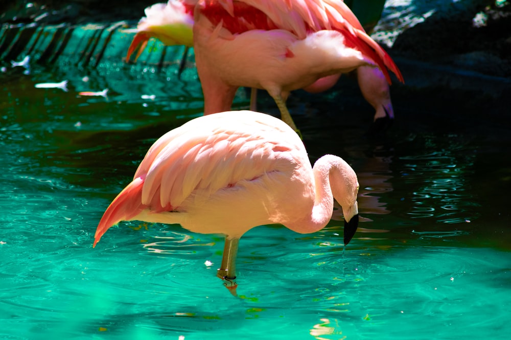 two flamingos are standing in a pool of water