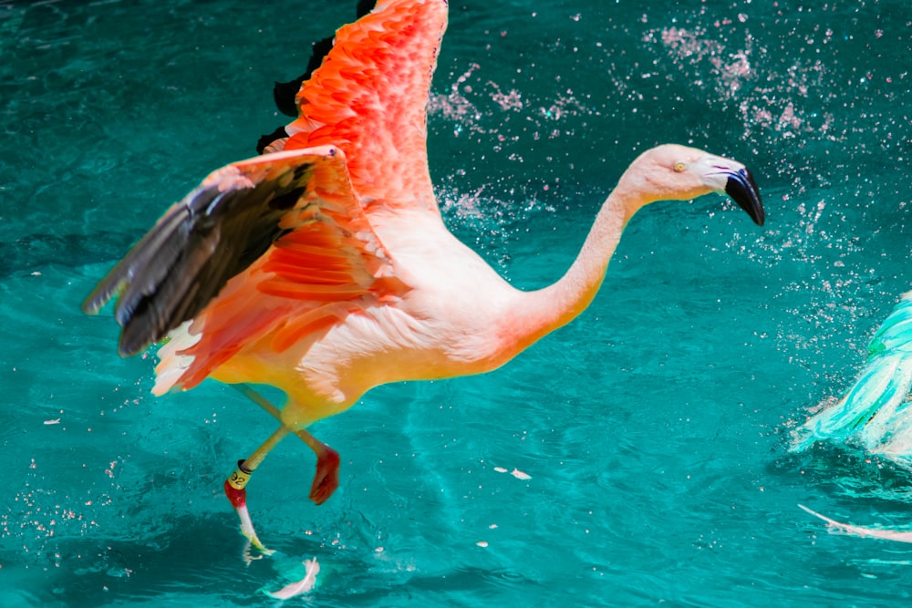 a flamingo in the water with its wings spread