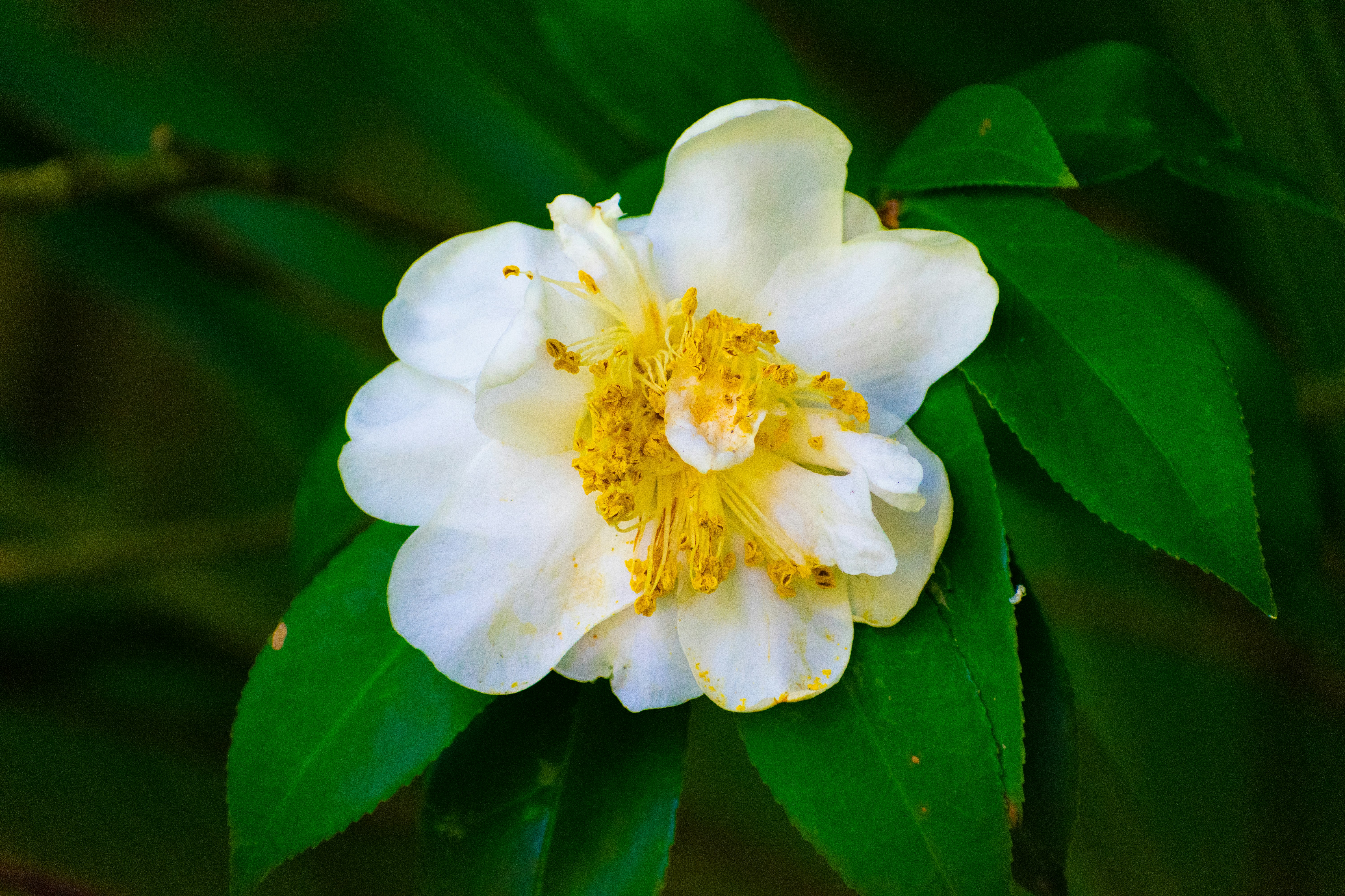 Photo by probablyrobin