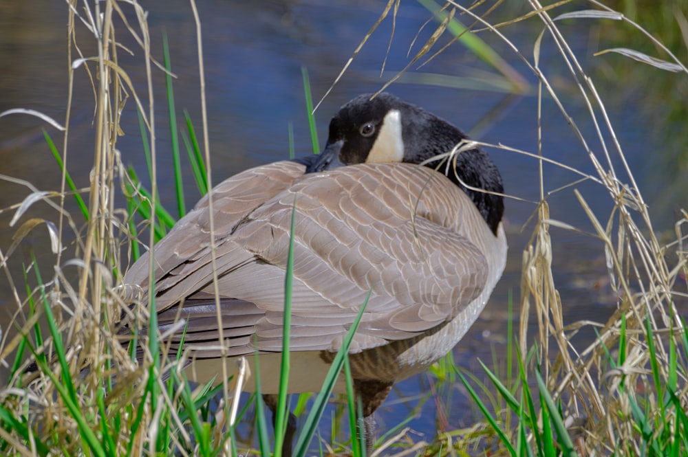 a bird is standing in the grass by the water