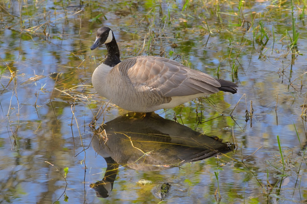 a duck standing on top of a body of water