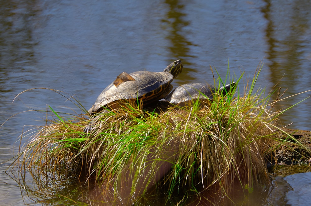 two turtles sitting on top of a log in the water