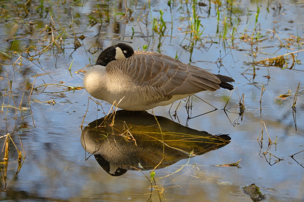 a goose standing on top of a body of water