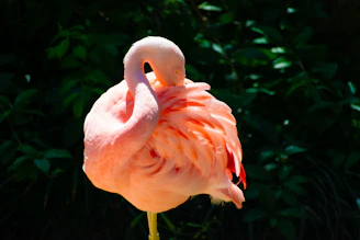a pink flamingo standing in front of a bush