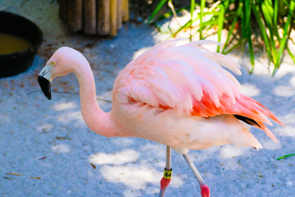a pink flamingo standing on a beach next to a potted plant