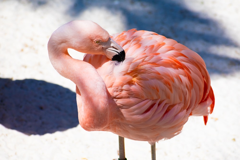 Ein rosa Flamingo steht im Schnee