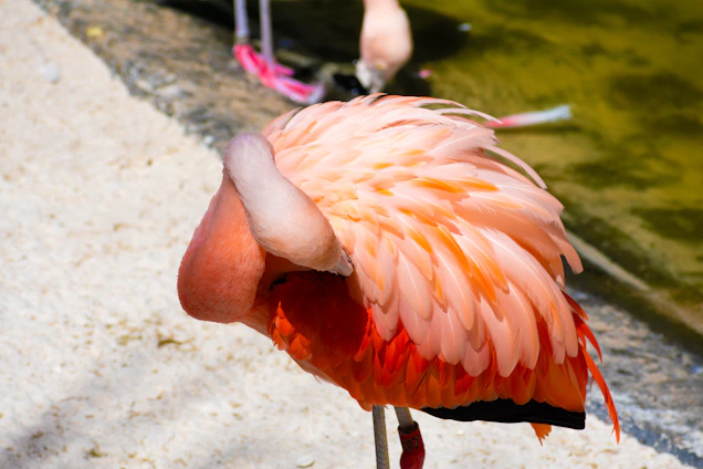 a pink flamingo standing next to a body of water