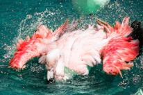 a pink and white flamingo splashing in the water