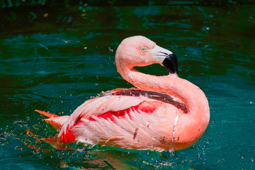 a pink flamingo swimming in a body of water