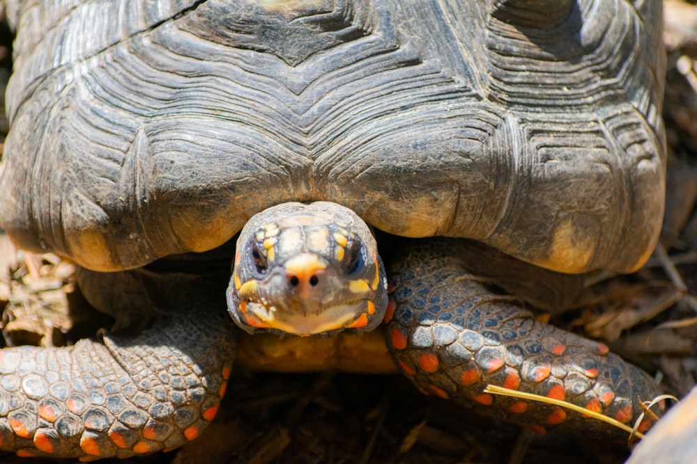 a close up of a turtle on the ground