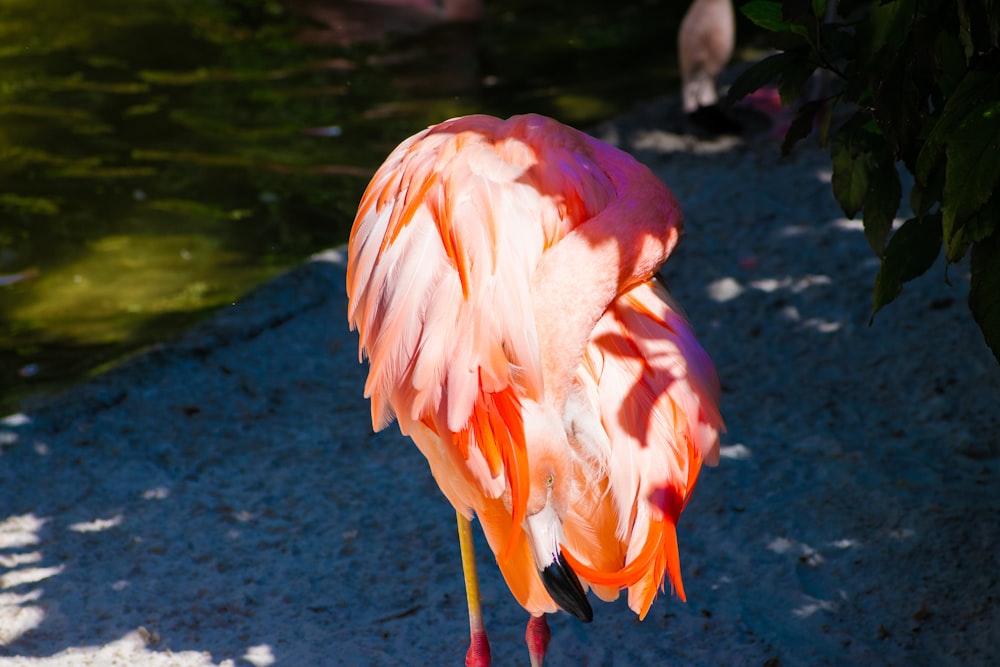 Ein rosa Flamingo steht auf einem Sandstrand