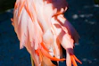 a close up of a pink bird with orange feathers