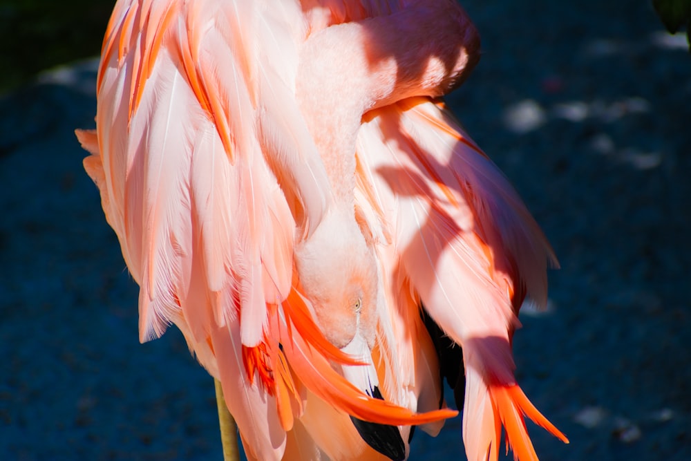 a close up of a pink bird with orange feathers